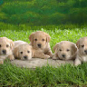 Meet your Posher, Bailey